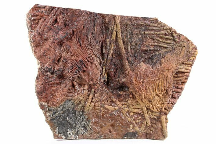 Silurian Fossil Crinoid (Scyphocrinites) Plate - Morocco #255703